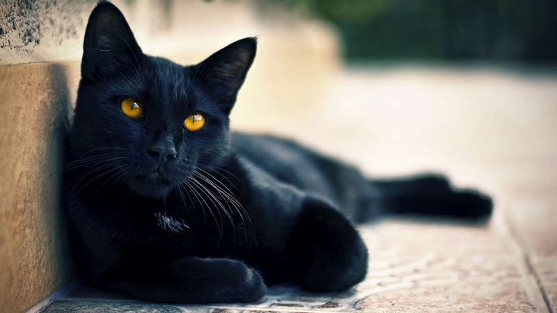 León em cena de O Sétimo Guardião (Foto: Divulgação)