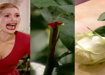Alma Gêmea: Cristina vai até a estufa, corta a rosa Luna, e o caule da flor começa a sangrar: “quero distância”