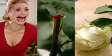 Alma Gêmea: Cristina vai até a estufa, corta a rosa Luna, e o caule da flor começa a sangrar: “quero distância”